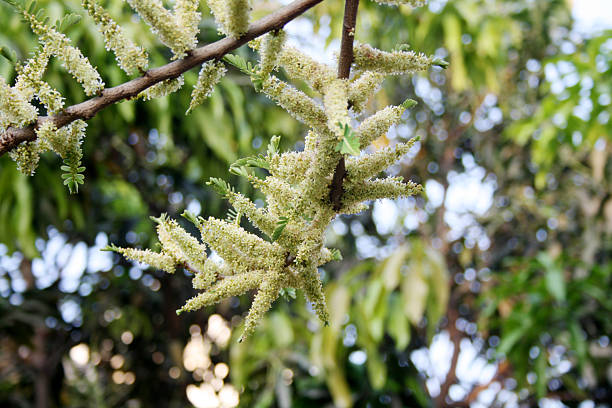 istock Indian gooseberry (Phyllanthus emblica) plant with inflorescence. 2214622436