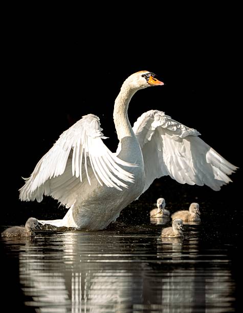 istock Mother swan and her chicks 2214623260