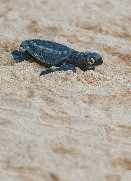 istock A turtle hatched from an egg crawls along the sand towards the ocean 2214623425