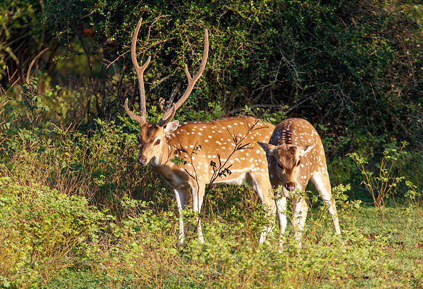 istock Two deer standing in a field of grass 2214623635