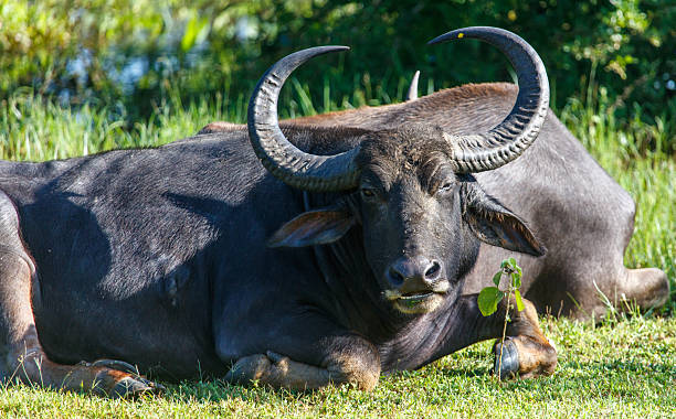istock A large black ox with horns laying down in a grassy field 2214623706
