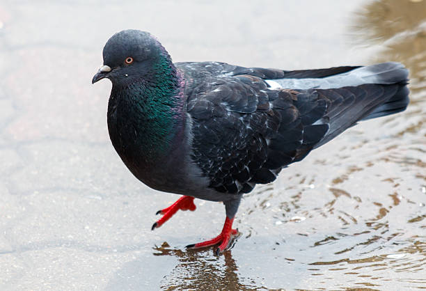 istock A pigeon is walking on a wet surface 2214623754