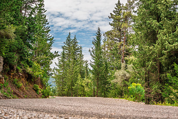 Asphalt road curving through a lush pine forest under a partly cloudy sky