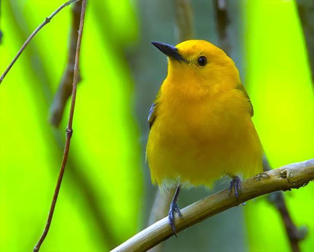 istock Vibrant Yellow Prothonotary Warbler 2214624995
