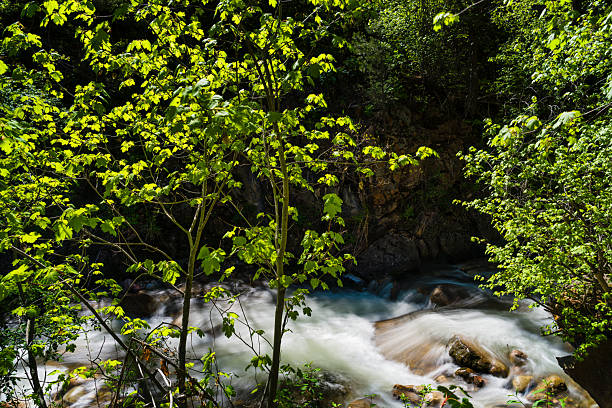Canyon Landscape with Creek Water Flowing Down From Mountains in Springtime - Scenic nature landscape in wilderness area with clean clear pristine water flowing from high above through lush springtime foliage evoking a sense of tranquility.