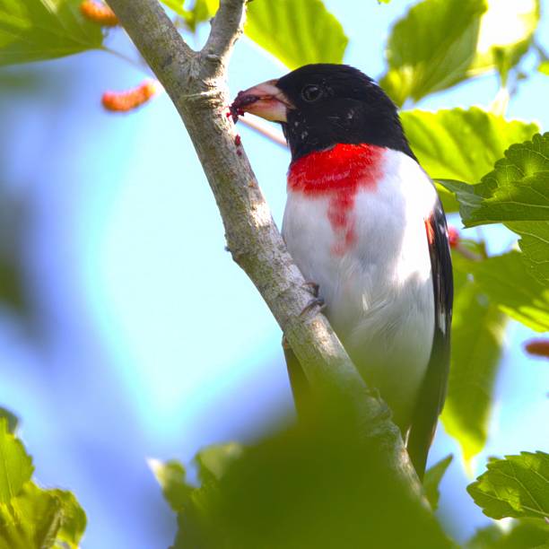 A Rose-Breasted Grosbeak eating berries in a tree displaying vibrant colors