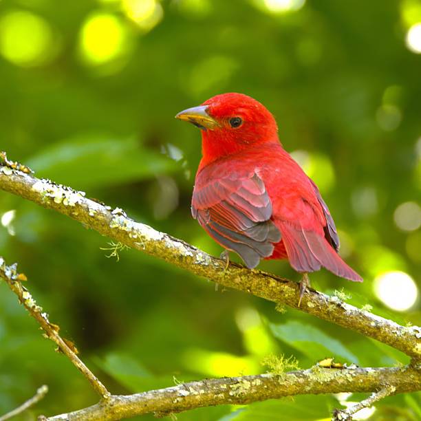 istock Summer Tanager with vibrant red plumage 2214625006