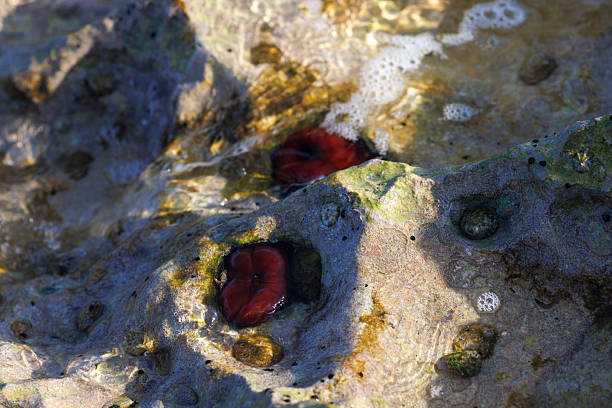 Closed plum anemone, beadlet anemone or red sea anemone (Actinia equina) undersea, Aegean Sea, Premantura, Croatia