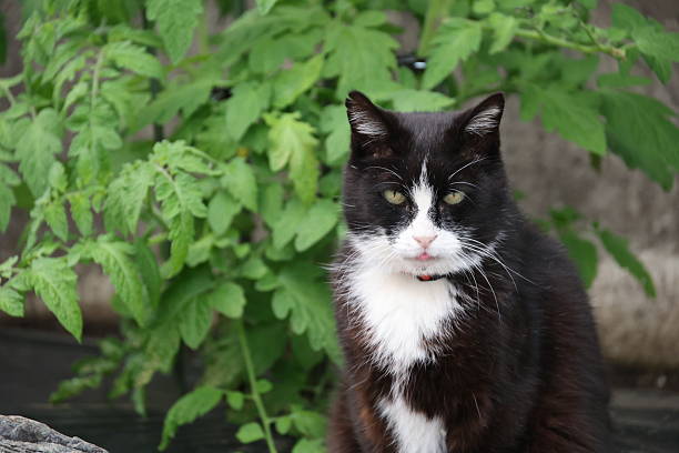 istock Cherry tomato seedlings and a brown cat 2214630133