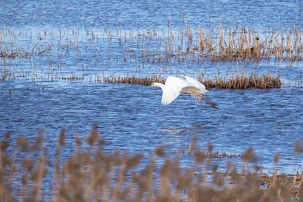 istock A graceful white heron in flight over a tranquil wetland landscape 2214633216