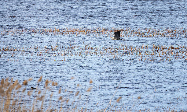istock Grey heron gracefully flying over a blue water surrounded by reeds 2214633227