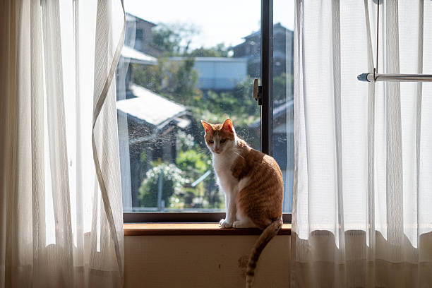 istock Cute cat sitting by the window 2214635868