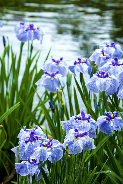 istock Iris flowers in the iris garden 2214635979