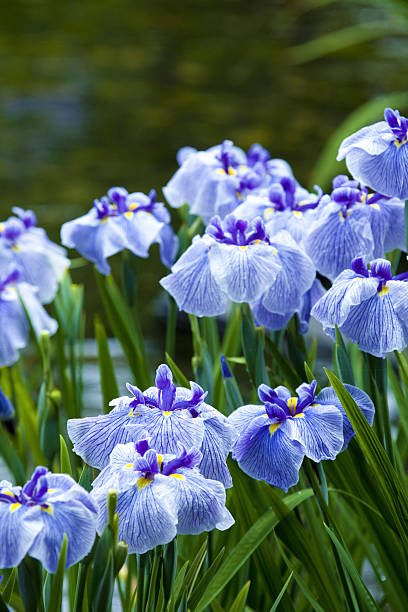 istock Iris flowers in the iris garden 2214636028