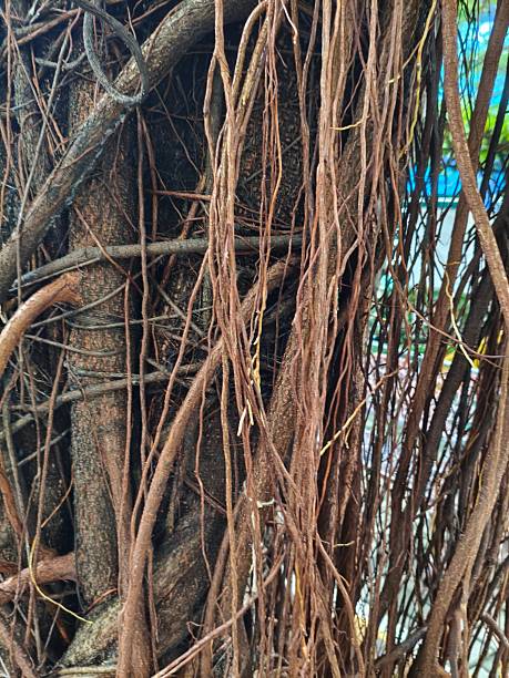 istock hanging roots in close up view 2214636092