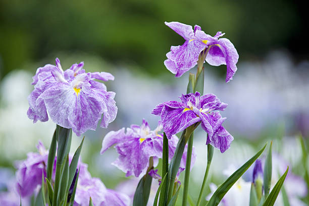istock Iris flowers in the iris garden 2214636711