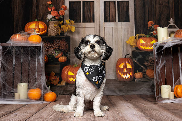 istock Adorable Dog in Halloween Pumpkin Patch 2214637698