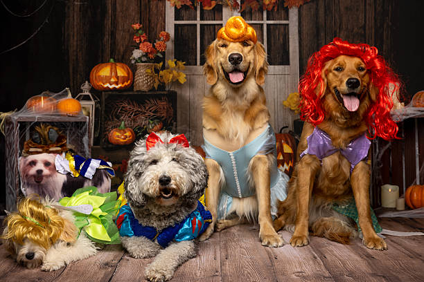 istock Fairy Tale Dog Squad in Halloween Costumes 2214637753