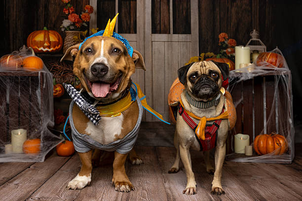 istock Superhero Dogs in Halloween Adventure 2214637754