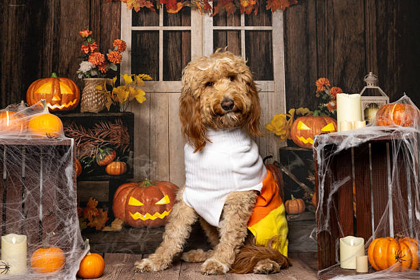 istock Golden Doodle in Candy Corn Halloween Costume 2214637796