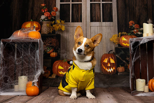 istock Corgi in a Bumblebee Halloween Costume 2214637809