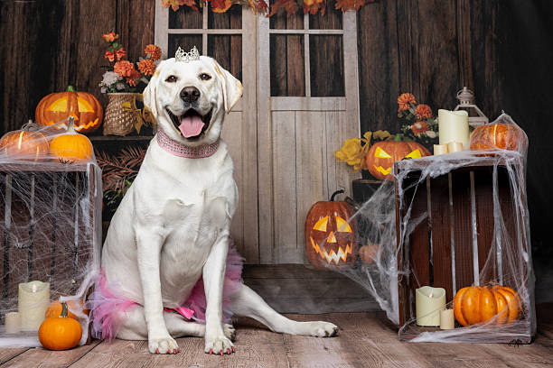 istock Labrador in Pink Tutu for Halloween 2214637838