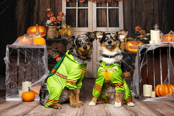 istock Dynamic Duo in Ninja Turtle Costumes 2214637845