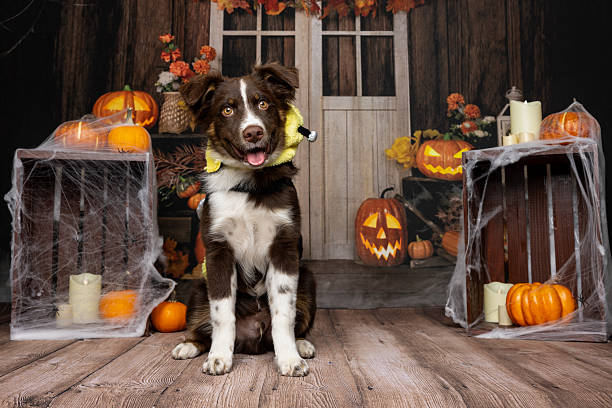 istock Playful Pup in Bee Costume for Halloween 2214637846