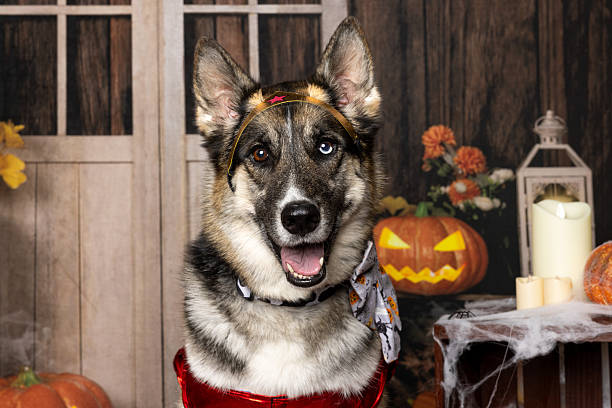 istock Festive Halloween Pup with a Sweet Smile 2214637859
