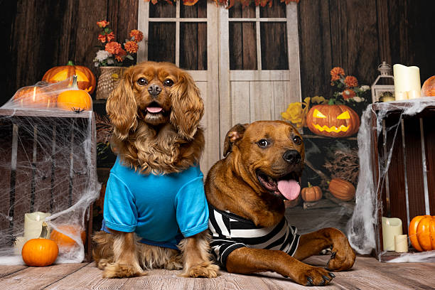 istock Halloween Duo: Dogs in Adorable Costume Poses 2214637905