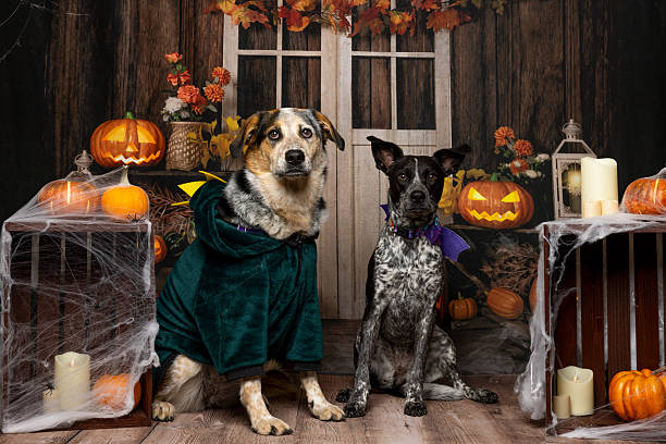 istock Halloween Duo: Dogs in Witch and Vampire Costumes 2214637919
