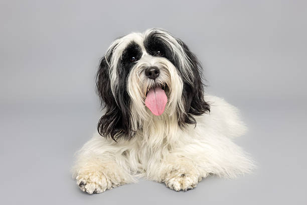A fluffy black and white dog lies comfortably on a light gray studio backdrop. With its tongue out and a gentle expression, the dog appears calm and content, showcasing its long, soft fur and friendly demeanor.