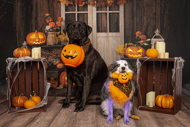 istock Dogs Posing with Plush Pumpkin Toys in Halloween Setting 2214638234