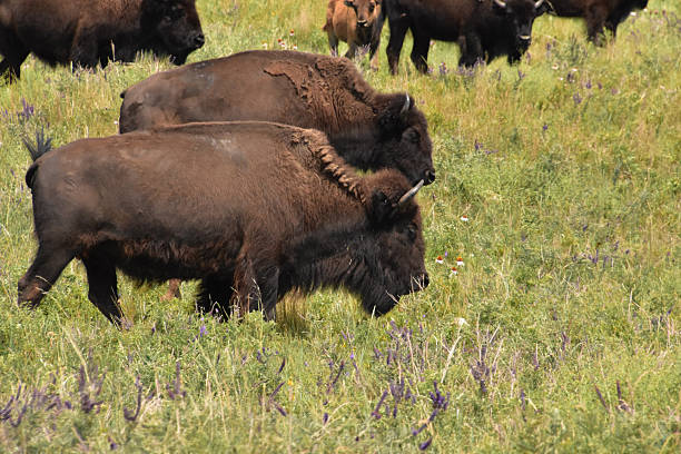 istock Shaggy North American Bison in a Field 2214641157