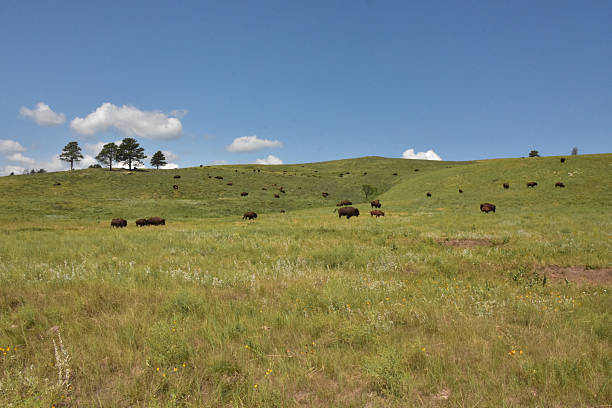 istock Valley and Meadow with a Herd of Bison 2214641172