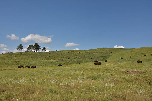 istock North American Bison Herd Roaming on a Hill 2214641173