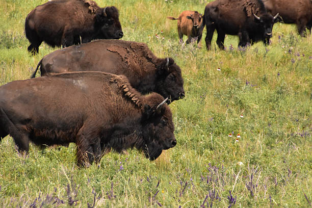istock Herd of Meandering Bison in a Field 2214641174