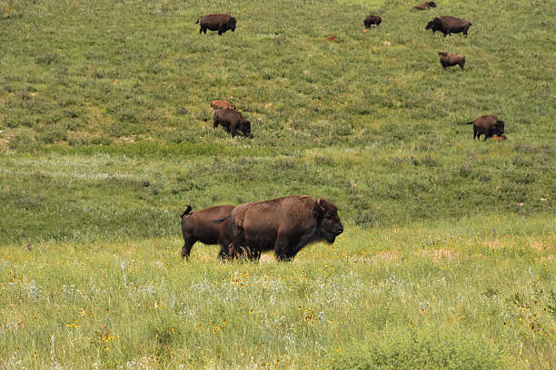 istock North American Buffalo Herd in a Field 2214641193