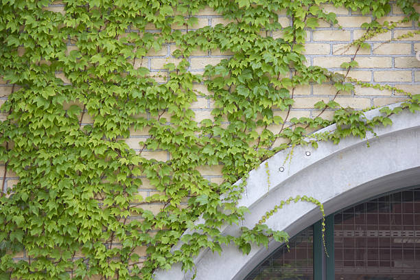 istock Ivy creeping on the exterior wall 2214644132