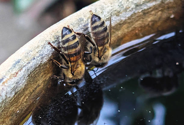 A close-up of honey bees gathering and drinking water. The image highlights the intricate details of the bees as they quench their thirst, showcasing their importance in the ecosystem.