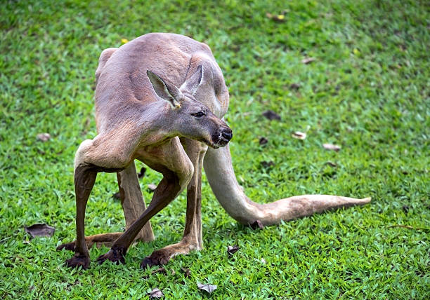 The kangaroo is stay and eat grass in garden