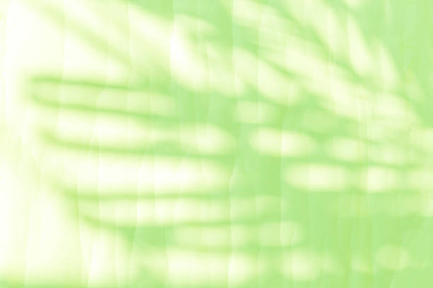 istock Green palm leaves shadow on white paper texture background 2214648125