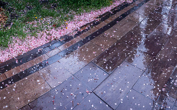 istock Wet pavement with fallen cherry blossom petals creating a spring atmosphere 2214649689