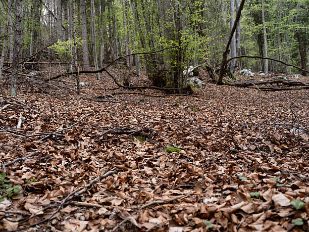 Close up of the inside of a mountain forest in spring