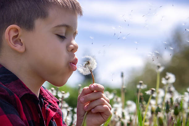 istock Boy blowing dandelions in the field. Selective focus 2214652263
