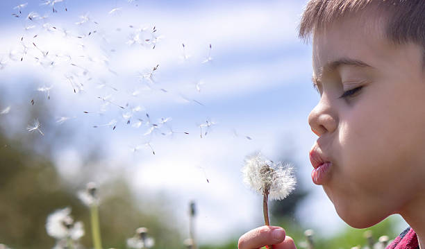 istock Boy blowing dandelions in the field. Selective focus 2214652266