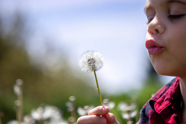 istock Boy blowing dandelions in the field. Selective focus 2214652270