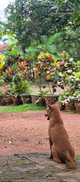 istock dog in tropical garden 2214652463