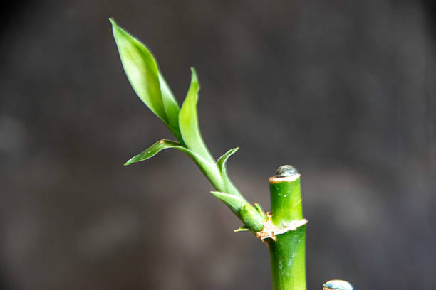 Green Bamboo with white background