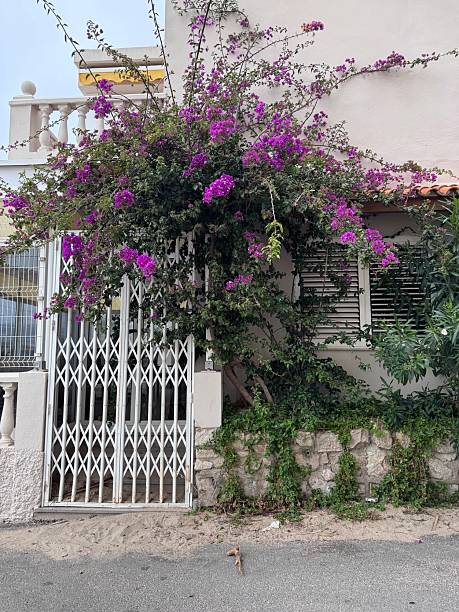 istock flowers and the gate to the yard 2214653921